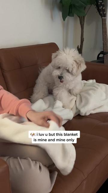 @Rui the Bichon
