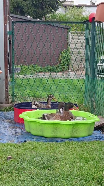 @Kaczogr&oacute;d u Milki🦆🦆🦆🦆