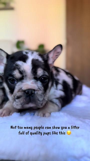 @TheFrenchieShop