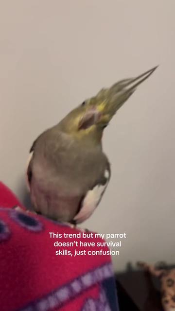 @hikuexe