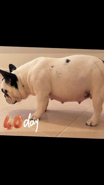 @Bosphorus Bulls French Bulldog
