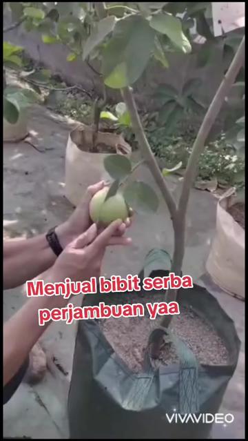 @Bibit khusus samarinda