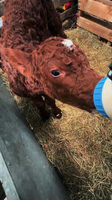@Sheen