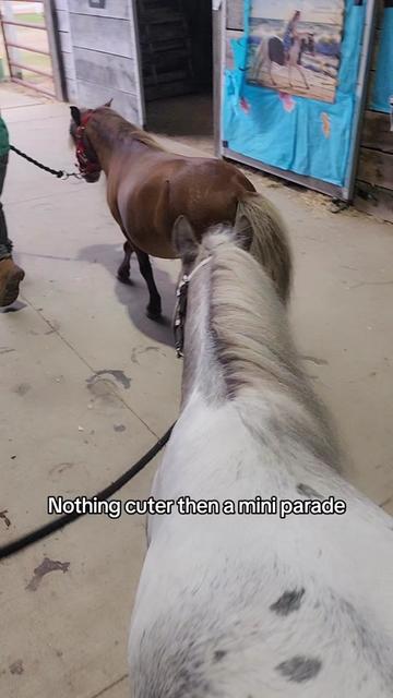 @minihorsemomandtrainer🐴🐴🐴🐴