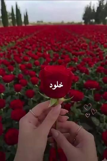@liowx_