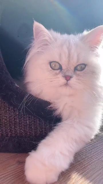 @Dutchkittycat