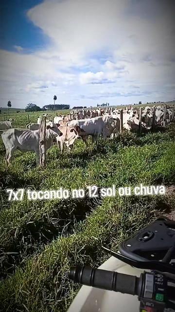 @BENEVIDES🤠🍃