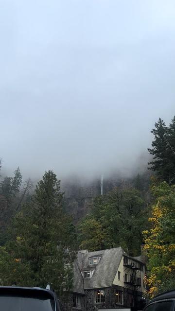 @🌲