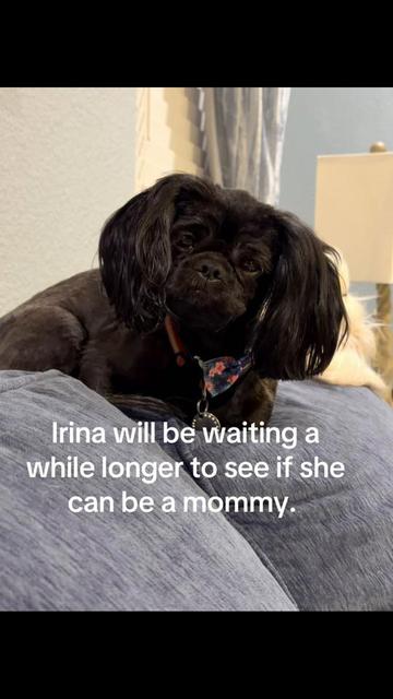 @Twilight Shih Tzu