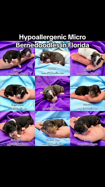 @Peachstones Bernedoodles