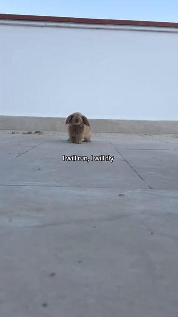 @animalmemester