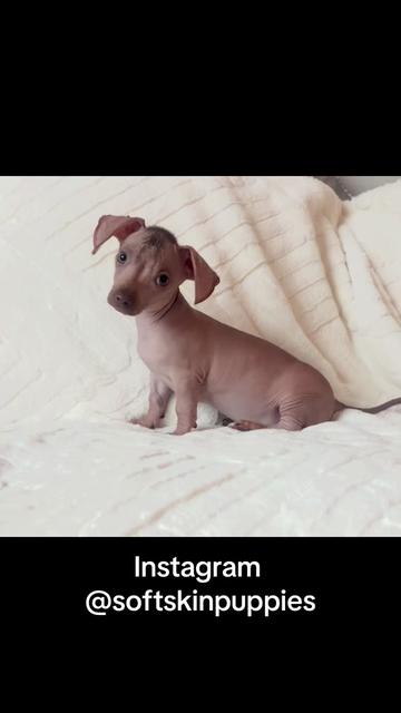 @Softskinpuppies