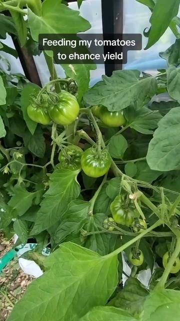 @GrowFruitandVeg