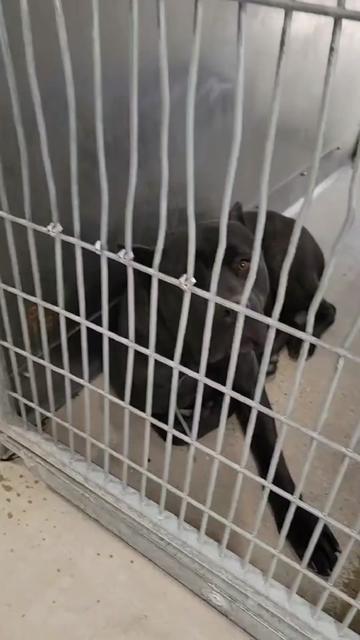 @Cane Corsos