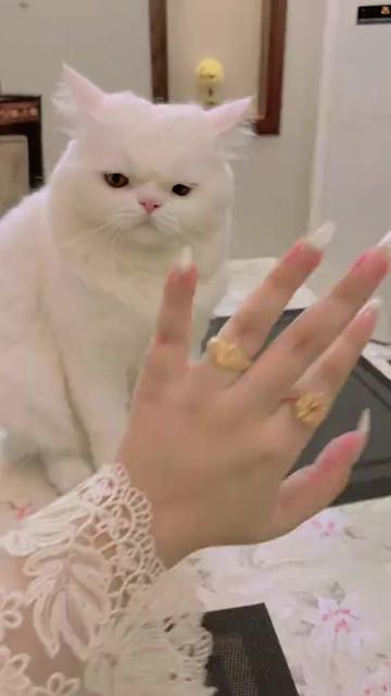 @javeria🥰 Rajput