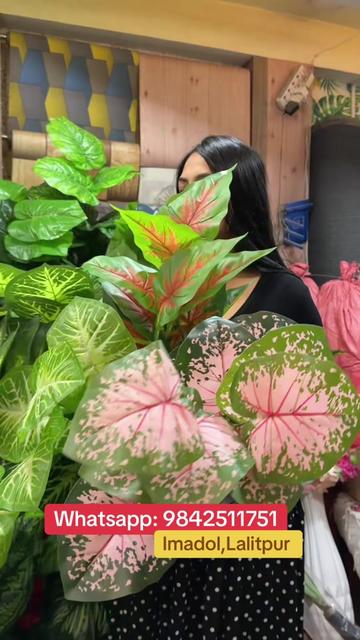 @wallpaper Dhankuta Home Deco