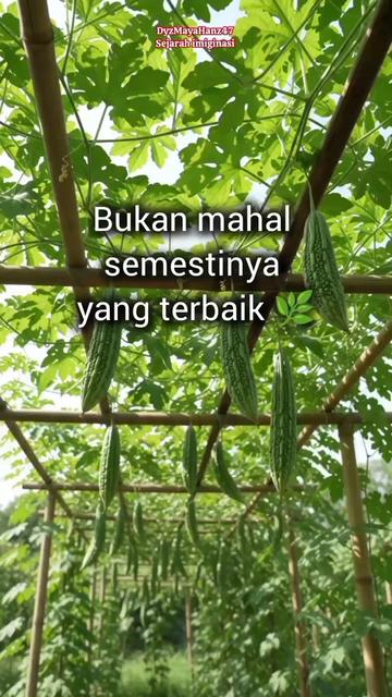 @DyzMayaHanz47