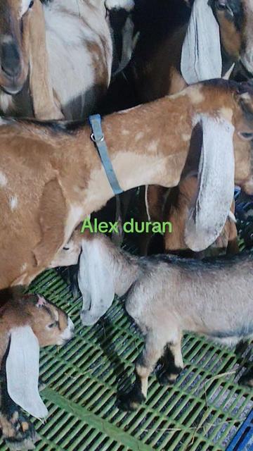 @alexduran7558
