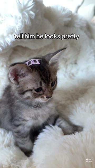 @Mia kittens