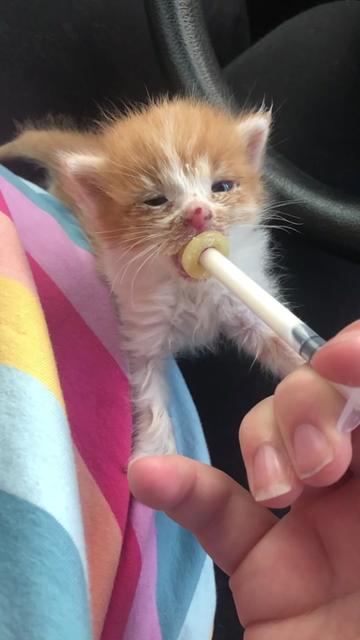 @King Kittens