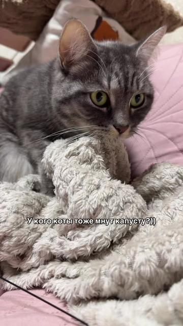 @Спасенные с улицы котики ❤️