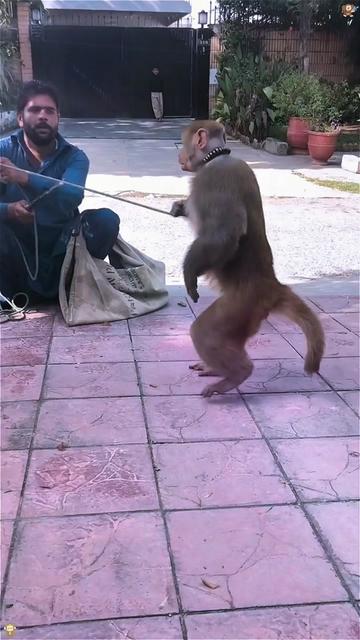 @funnyanimalvideo99