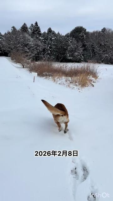 @シェパードmixサンちゃんとボーダーコリーのヘルツォーク