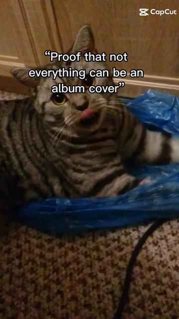 @💎 Purrito ❤😹😻