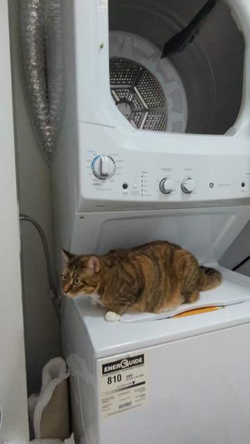 @Miss Mia the Tabby Cat