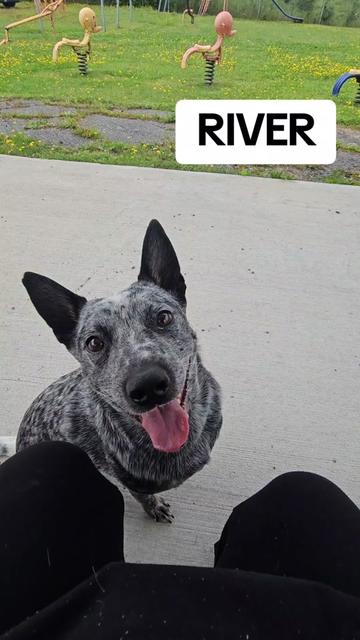 @HEELER GANG