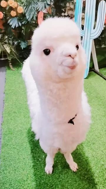 @Key sauce pet sharing