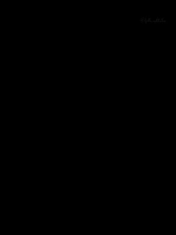 @Elpollo_vozdetrailero