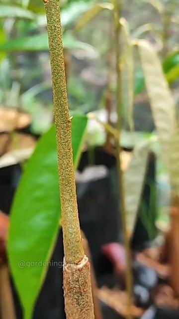 @GardeningFruits