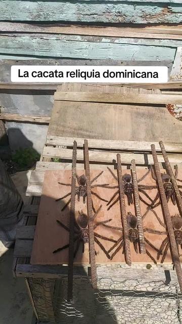@Reliquia Dominicana