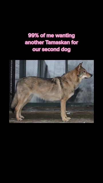 @Dewclaw83