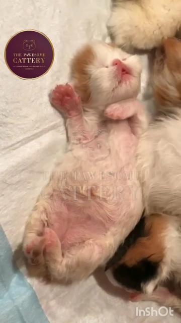@The Pawesome Cattery