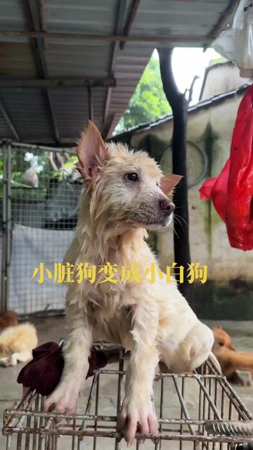 @南粤陪伴犬