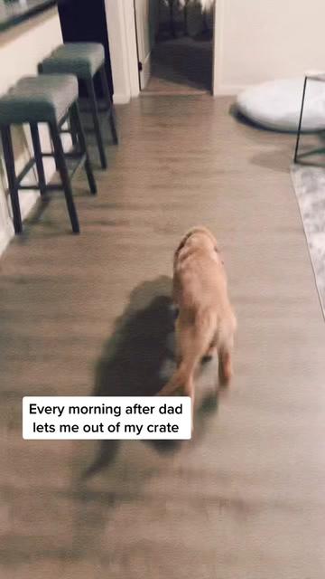 @George The Golden