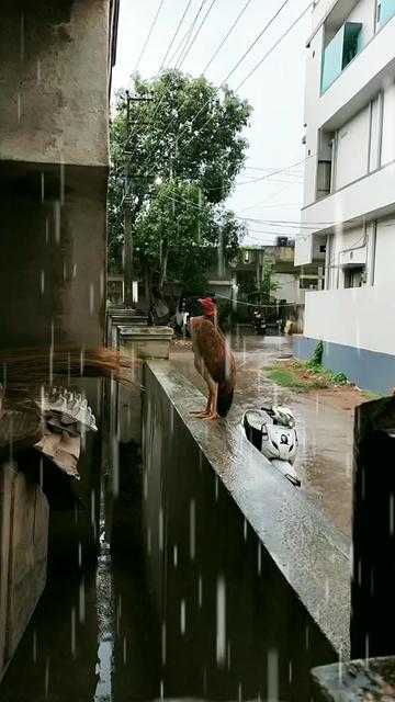 @singana.Teja