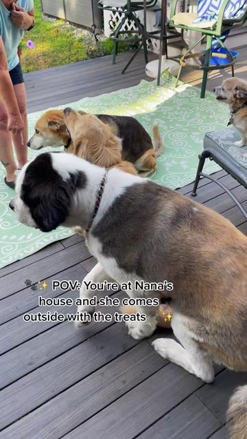 @Buddy the Golden 🦮😎