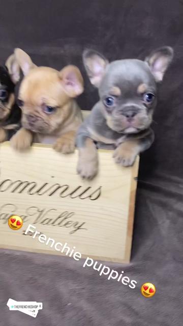 @TheFrenchieShop