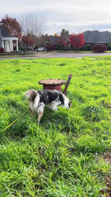 @lauren | dog behavior pro