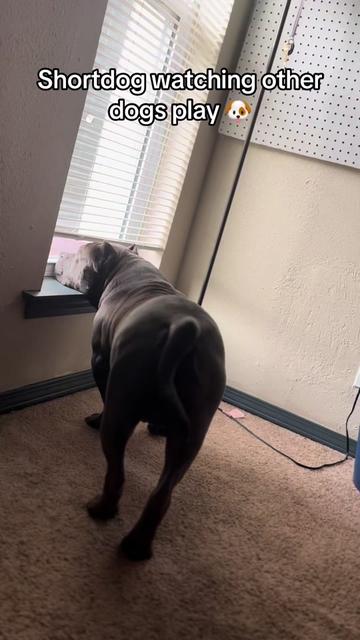@poohbie2trill&shortdog