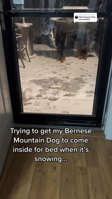 @Ivy the Berner