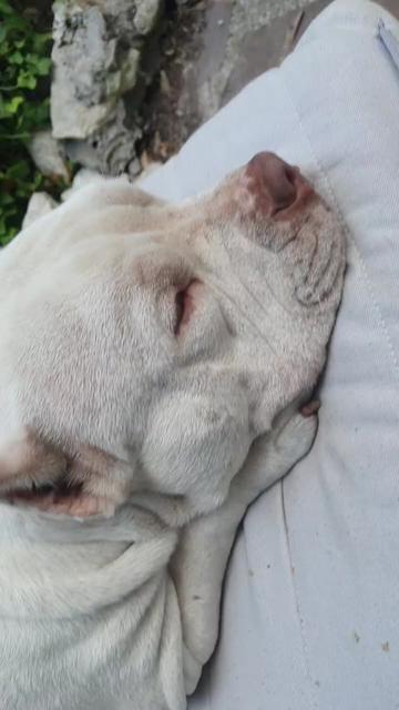 @🐾🪐The bully 🪐🐾