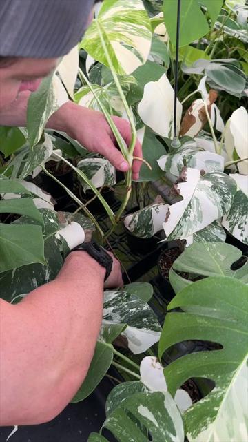 @BWH Plant Co