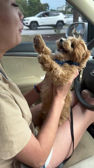 @Louis the Maltipoo