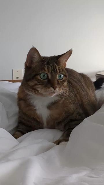 @Miss Mia the Tabby Cat
