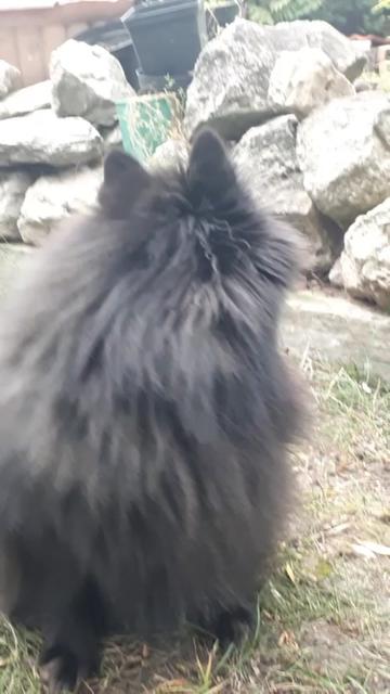 @dog_chip