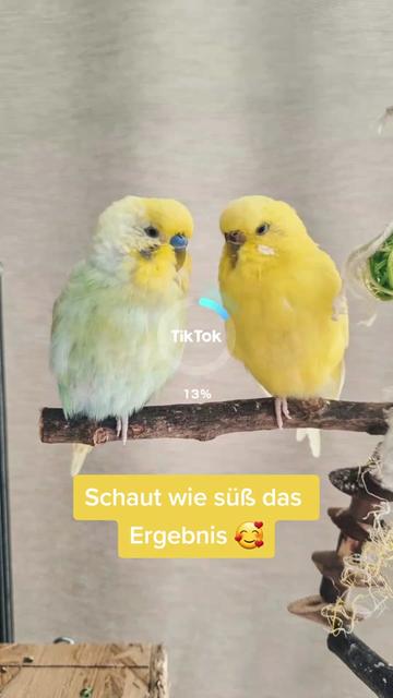 @Cingöz & Friends